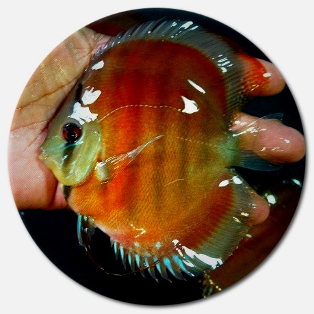 Red Alenquer Discus Fish - 2 inch Red Alenquer Discus Fish - 2 inch